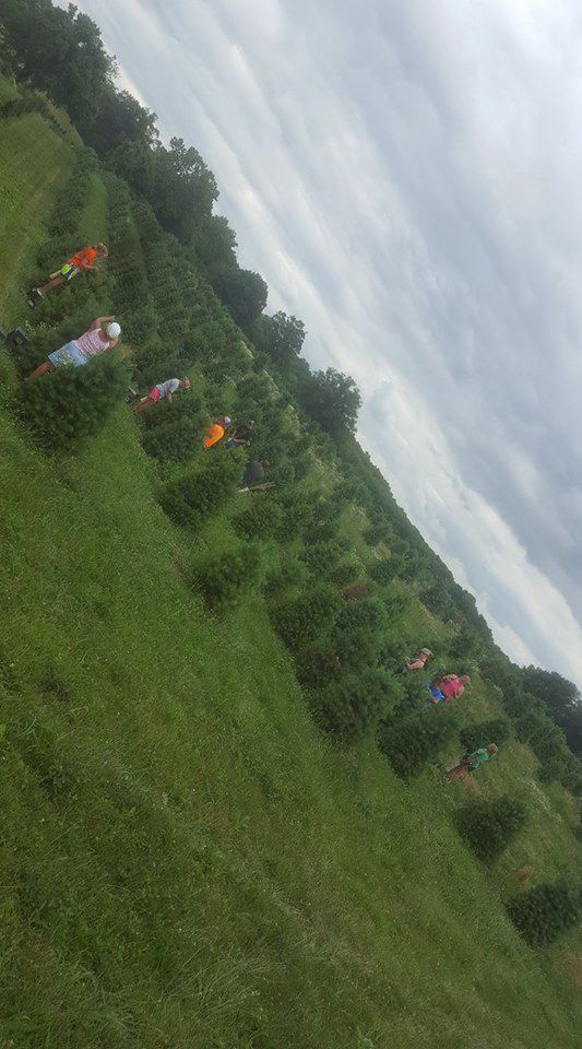 Daniken Christmas Tree Farm